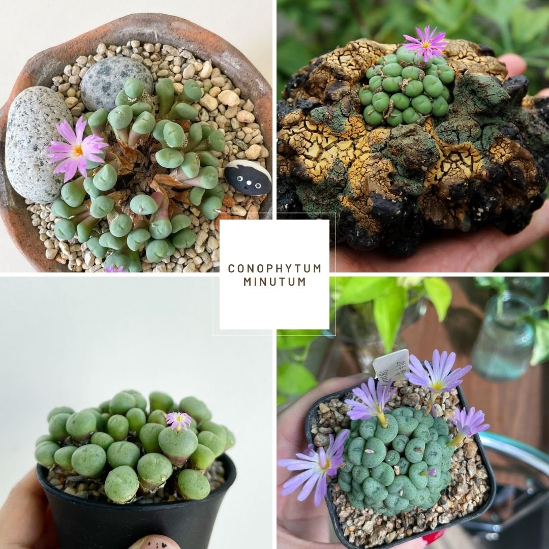 Conophytum rouge